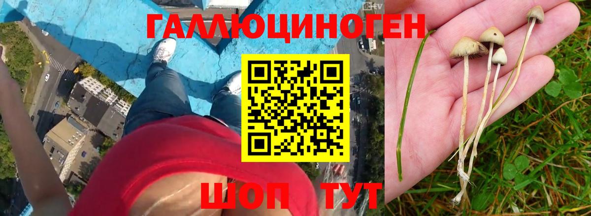 Сертолово  Псилоцибиновые грибы мицелий  Вход с VPN 